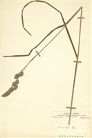 藏品(禾本科)的圖片